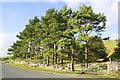 Conifer plantation at site of former gravel pit at Crosshaw in LA2 8HU
