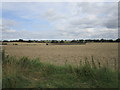 Wheat field near Rough Park in WS15 3SH