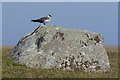 Arctic Skua (Stercorarius parastiticus), Dalsetter, Boddam in ZE2 9JJ