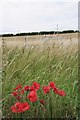 Field Poppy and Footbridge on Footpath 5_42 in CB11 4PG
