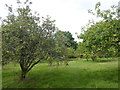 Orchard at Dislingbury Farm in TN11 0PS