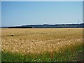 Looking over a field of barley in DN17 4RP