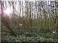 Private woods south of Woodhouse Lane in LE11 3YG