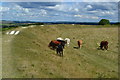 On the ramparts at Figsbury Ring in SP4 6DT