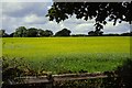 Field near Bosworth Battlefield in CV13 0AD