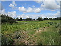 Maize field off Barnby Road in NG24 2NG