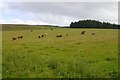 Cattle near Mains of Beldorney in AB54 4EX
