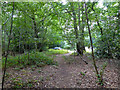 Path, Horsell Common in GU21 5TE
