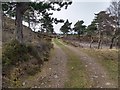 Good forest tracks on the Beinn Damh Estate in IV54 8XP