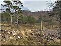 Looking through the trees to Ob Gorm Beag in IV54 8XP