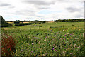 Rough pastureland near Redfants Manor Farm, Shalford in CM7 5HU