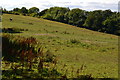Sloping field near the summit of Dean Hill in SP5 1HW