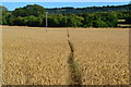 Path through wheat field between East Grimstead and West Dean in SP5 3SD