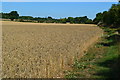 Field edge path beside standing wheat in SP5 1HT