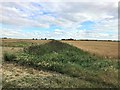 Dike and farmland off Gull Drove near Guyhirn in PE13 4HN