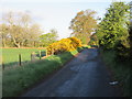 Gorse in bloom by the roadside in DD8 1QA