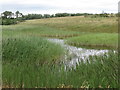 Reed Beds, Weetslade Country Park in NE13 6NS