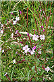 Broad-leaved Willowherb (Epilobium montanum) in AB55 5NX