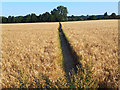 Public footpath to Sunningwell through a field of barley in OX1 5DZ