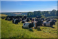 Strete : Grassy Field & Cattle in TQ6 0RU