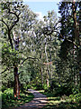 Pathway in Bunker's Hill Wood, Staffordshire in DY7 6PX