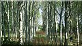 Woods between Bramlands Lane and the A281 in BN5 9SS
