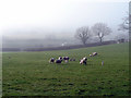 Sheep at Pen-y-ffynnon in SY17 5QT
