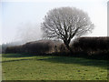 Tree in the hedgerow in SY17 5QT