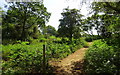 New path through Chesterwell Wood in CO4 6DL