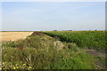 Irrigation channel between wheat stubble and maize crop in PE15 0HN