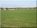 Grassy field near Maryton in DD8 5QQ