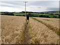 Offa's Dyke Path passes through a wheat field in LL19 8PN