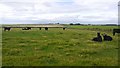 Cattle, Kiplaw in AB42 0ST