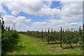 Apple orchard off Begdale Road in PE14 0ES