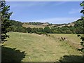 Fields in the Teign valley, seen from the side of the B3193 in EX6 7PN