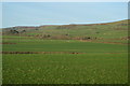 Dorset pasture, Goose Hill in DT3 4HE