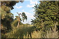 Woodland by Mildenhall Road, Freckenham in IP28 8HT