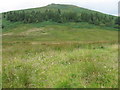 Plantation on hillside of The Paps in G83 8NX