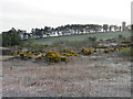 Scrubland on Balmashanner Hill in DD8 1XA
