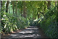 Shady lane to Alvediston in SP5 5LN