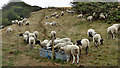 Sheep by the bridleway on the north side of Bullock Hill in BN2 6NL
