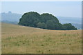 Small wood on western slope of White Sheet Hill in SP7 9LL