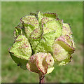 Seedhead of Musk Mallow (Malva moschata) in AB56 5BG