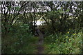 Hatchmere through the trees in Hatchmere