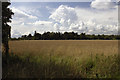Cereal field near Lenchwick House in WR11 4TP