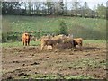 Highland cattle near Letham in DD8 2QS