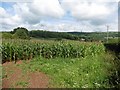 Field of maize, next to Titlands Lane in BA5 1AL