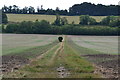 Path across field south of Iwerne Minster in DT11 8NG