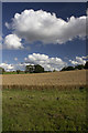 Cereal field near Priory Piece Farm in WR7 4HX