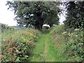 Llwybr ceffyl ger Dryslwyn / Bridleway near Dryslwyn in SA32 8RD